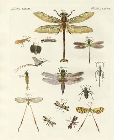 Insectes étranges - German School