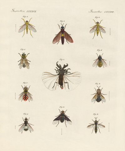 Étranges insectes à deux ailes - German School