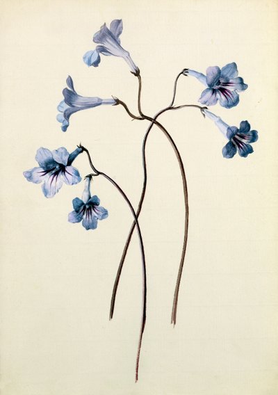 Streptocarpus, vers 1790 - German School