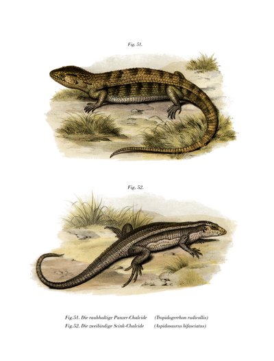 Tropidogerrhon rudicollis - German School