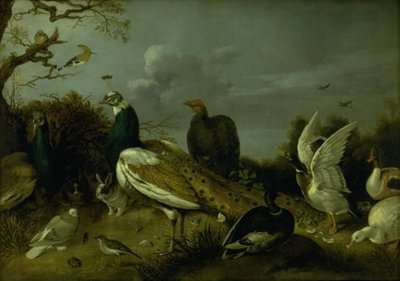 Paons, canards et autres animaux - Gijsbert Gillisz. de Hondecoeter