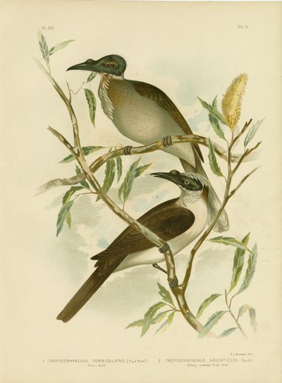 Friarbird bruyant, 1891 - Gracius Broinowski