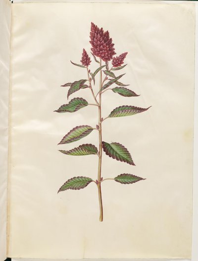 Amaranthus cruentus (amarante rouge) - Hans Simon Holtzbecker