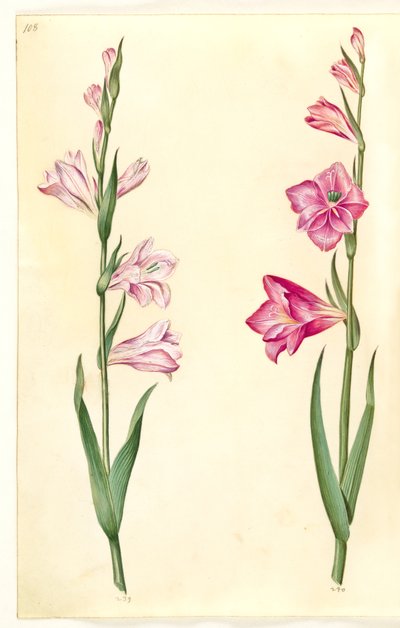 Gladiolus communis (gladiolus commun) - Hans Simon Holtzbecker