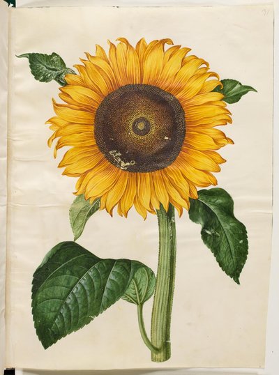 Helianthus annuus (tournesol commun) - Hans Simon Holtzbecker