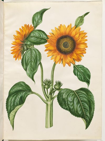 Helianthus annuus (tournesol commun) - Hans Simon Holtzbecker