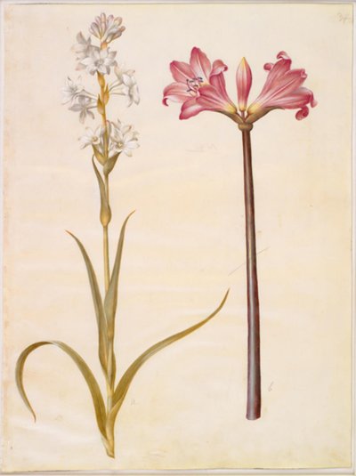 Polianthes tuberosa (tubéreuse) ; Amaryllis belladonna (lis belladonne) - Hans Simon Holtzbecker