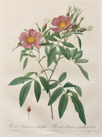 Les Roses : Rosa Hudsoniana Salicifolia - Pierre Joseph Redouté