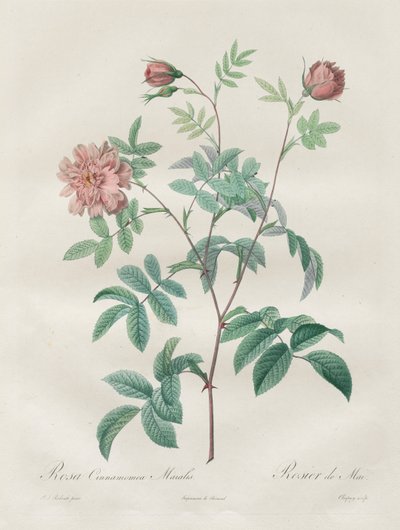 Les Roses: Rosa cinnamomea - Pierre Joseph Redouté