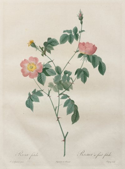 Les Roses : Rosa indica, 1817-1824 - Pierre Joseph Redouté