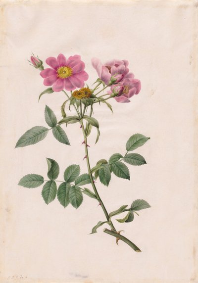 Rosa Collina Monsoniana, 1817-1824 - Pierre Joseph Redouté