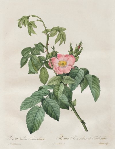 Les Roses : Rosa Villosa Terebenthina - Henry Joseph Redouté