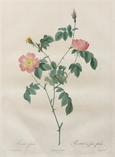 Les Roses: Rosa indica - Henry Joseph Redouté