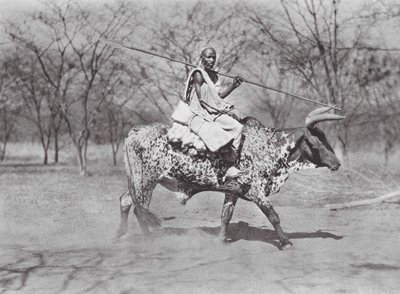 Afrique : Cavalier de bœuf Aulad Hamid - Hugo Adolf Bernatzik