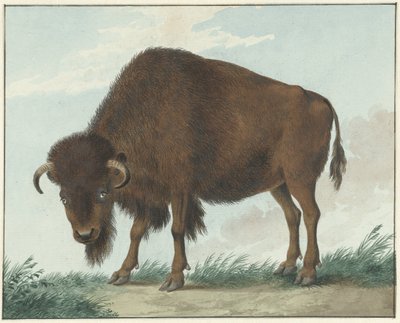 Bison - Isaac van Haastert