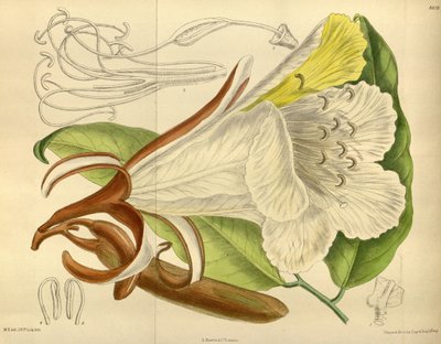 Baikiaea insignis, Fabaceae, Caesalpinioideae - J. N. Fitch