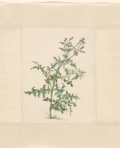 Plante en fleur - Jacob van Eynden (II)