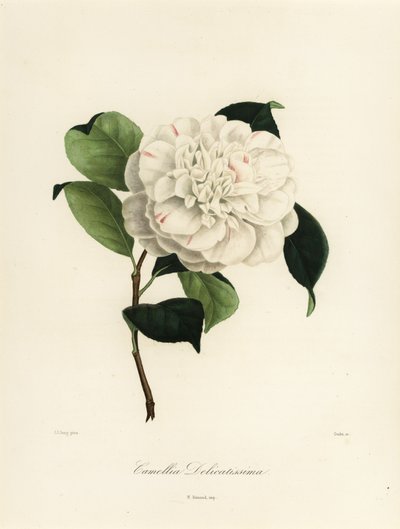 Camélia japonica variété, Camellia delicatissima - Jakob (after) Jung