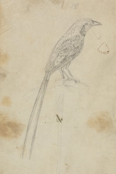 Un oiseau - James Sowerby