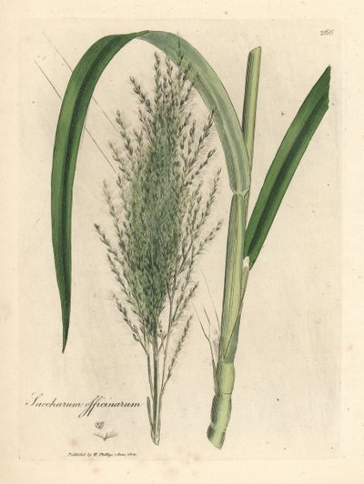 Canne à sucre commune, Saccharum officinarum - James Sowerby