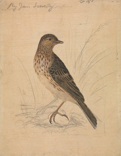 Pipit des prés - James Sowerby