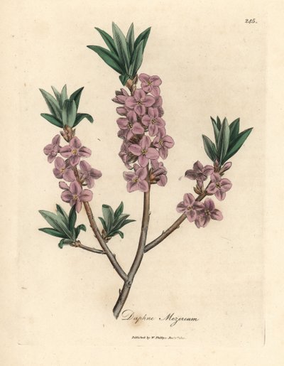 Bois-joli à fleurs roses, Daphne mezereum - James Sowerby