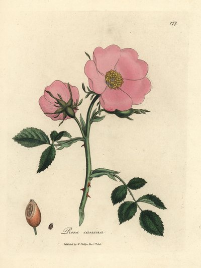 Églantier rose avec cynorrhodon, Rosa canina - James Sowerby