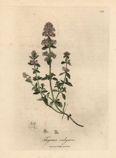 Thym de jardin à fleurs roses, Thymus vulgaris - James Sowerby