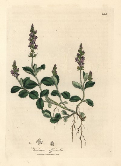 Véronique à fleurs pourpres, Veronica officinalis - James Sowerby