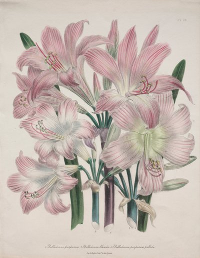 Lys Belladonna : Amaryllis belladonna - Jane Loudon