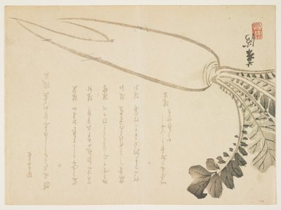 Radis Daikon, janvier 1864 - Japanese School