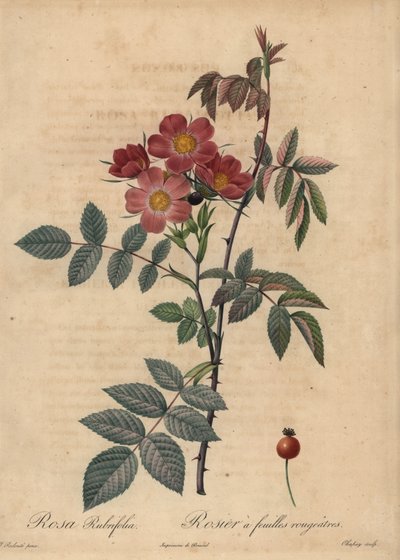 Rose Redleaf, Rosa glauca - Jean Baptiste Chapuy