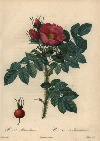 Rose japonaise cramoisie ; Rosa rugosa - Jean Baptiste Chapuy