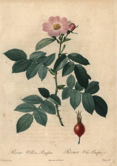 Rose pomme rose, Rosa villosa - Jean Baptiste Chapuy