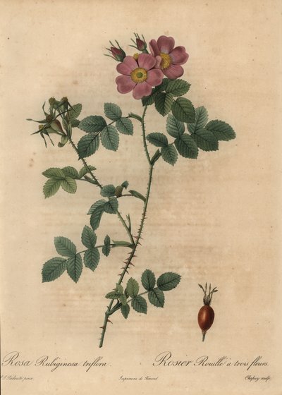 Églantier rose, Rosa rubiginosa - Jean Baptiste Chapuy