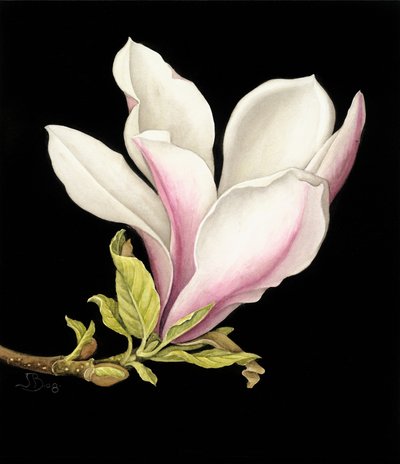 Magnolia - Jenny Barron