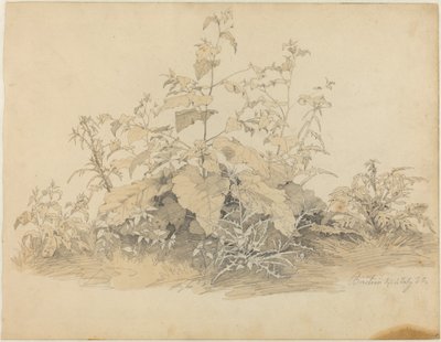 Plantes sauvages près de Birstein - Johann Christian Heerdt