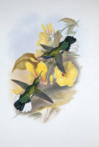 Sabre-ailes à gorge bleue - John (after) Gould