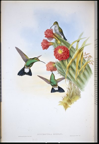 Plumeleteer de Buffon (Hypuroptila Buffoni) - John (after) Gould