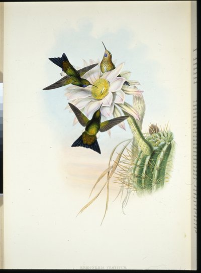 Puff-leg brillant (Eriocnemis Vestitus) - John (after) Gould