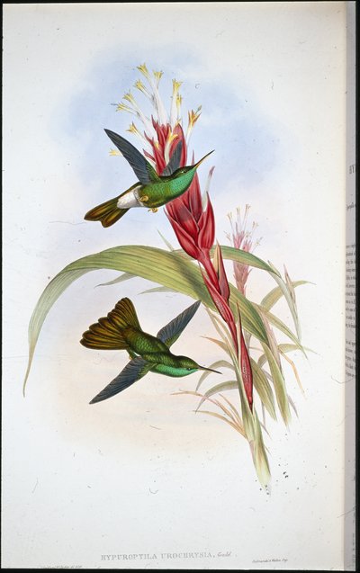 Plumeleteer à queue dorée - John (after) Gould