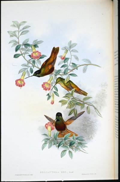 Front doré (Helianthea Eos) - John (after) Gould