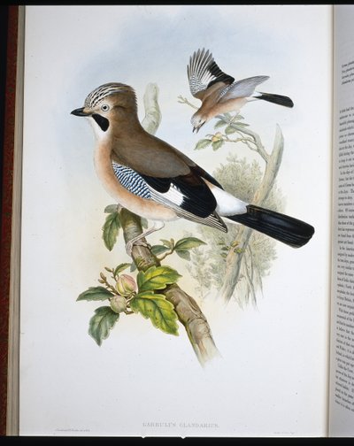 Geai des chênes (Garrulus Glandarius) - John (after) Gould