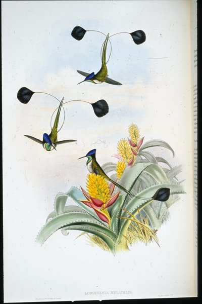 Colibri merveilleux (Loddigesia Mirabilis) - John (after) Gould