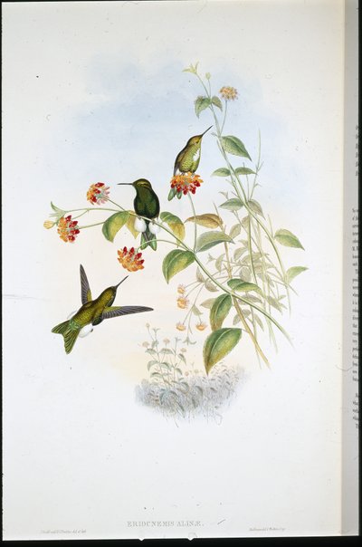 Puff-leg métallique - John (after) Gould