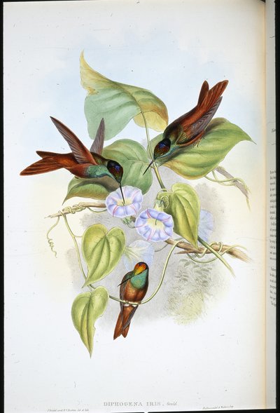 Arc-en-ciel - John (after) Gould