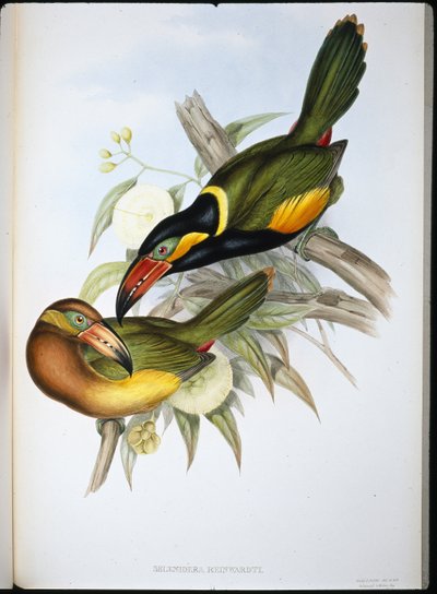 Toucan de Reinwardt - John (after) Gould