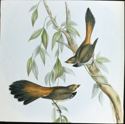 Rhipidure à front roux - John (after) Gould