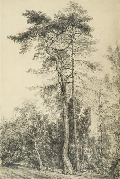 Sapin, vers 1833 - John Constable