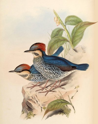 Pitta bleu Pitta cyanea Blyth - John Gould